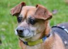 BETI - Chihuahua-Dackel-Mix - 6 Jahre - Tierhilfe-Franken e. V.