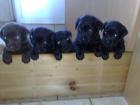 Labradorwelpen in schoko creme schwarz und brown/tan