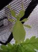 Nymphen von Phyllium philippinicum L1-L2