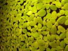 Biete Muschelblumen Pistia stratiotes und Schwimmreis Hygroryza aristata