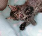 Tolle Maine Coon Kitten mit schönen Luchspinseln