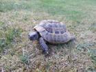 Griechische Landschildkröte abzugeben