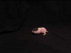 Dsungaren Campbell und Teddyhamster