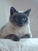 Thai Dame sucht - Thai Deckkater