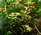 Bunte Ludwigie Mesakana Wasserpflanzen Versand