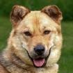 JESSYNA - fröhlicher Shar-Pei-Mix - 2 Jahre - Tierhilfe-Franken e. V.
