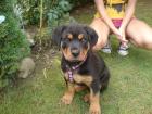 Liebes Rottweilermädchen 6 monate umstandshalber in gute Hände abzugeben