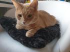 2 Schmusekater in liebevolle Hände abzugeben