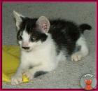 Blini ein süßes pfiffiges Katzenbaby