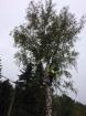 Baum zum groß