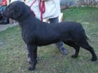 Wunderschöner Labradorrüde 2 Jahre