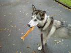Münchner Husky sucht die große Liebe