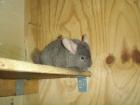 Drei Chinchillas suchen ein Zuhause