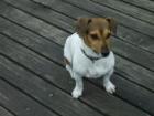 DECKRÜDE JACK RUSSEL kurzbeinig