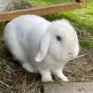 AMIGO - Zwergwidderchen - 2 Jahre 3 Monate - Tierhilfe-Franken e. V.