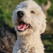 Teddy -ein lieber Goldendoodle
