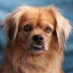 FIETO - King-Charles-Spaniel-Pekinesen-Mix - 5 Jahre - Tierhilfe-Franken e. V.