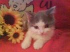 Verschmuster BKH Bube sucht ab sofort dich-