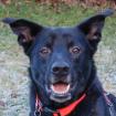 BLACK CONAN - Mischling - 4 Jahre - Tierhilfe-Franken e. V.