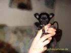 Chihuahua s