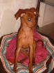Mein Name ist Lucky 5Mon. reinrassig