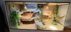 Terrarium mit Bartagamen Päarchen Premium Eigenbau eyecatcher