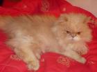 Deckkater sucht Katzendamen