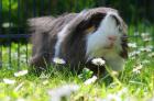 Meerschweinchen Peruaner Bock Elvis abzugeben