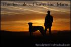 Kangal Welpen v. Charlys Hundefarm geboren 29. 01. 2022