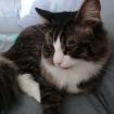 Milo sucht neues Zuhause