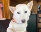 Manami - schüchtern verträglich - Shiba Inu Mischling