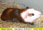 Heinrich das peruanische CUY - Böckchen