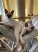 Traditionelle Thaikatzen aus registrierter Zucht Abgabe ab 01. 09.