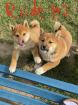 3 Süße Shiba Inu Welpen