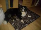 Appenzeller sennhund sucht neues Zuhause