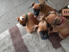 Boxer Welpen in liebevolle Hände abzugeben