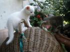 Schneeweiße Eisbärchen Angoramix-Kitten