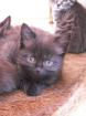 Main coon mixe