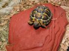 Griechische Landschildkröte