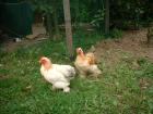 Zwei Zwerg-Cochin Hähnchen aus April 2022 zu verschenken