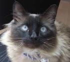 Lieber Schmusekater Neko wird gemoppt