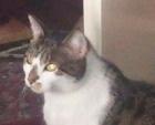 Katzensitter in Bonn