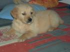Wunderschöne reinrassige Golden Retriever Welpen