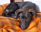 OLA - lebensfroher Labrador-Mix - 6 Monate - Tierhilfe-Franken e. V.