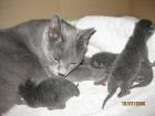 Russisch Blau Baby s mit Stammbaum