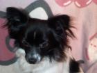 Süßer langHaar Chihuahua bietet sich als Deckrüde an