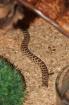Westl. Hakennasennatter Heterodon Nasicus