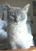 Wunderschöne Ragdoll Katze abzugeben