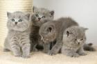 Britisch Kurzhaar Babys in blau
