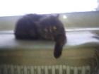 Exotic Shorthair 6 Jahre weiblich